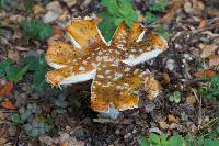 Amanita muscaria image