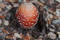 Amanita muscaria image