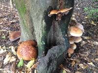 Agrocybe parasitica image