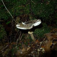 Amanita nothofagi image