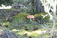 Amanita muscaria image