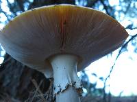 Amanita muscaria image