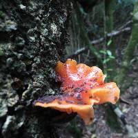 Flammulina velutipes image