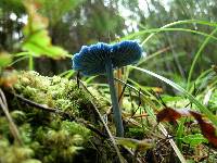 Entoloma hochstetteri image