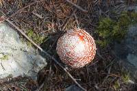 Amanita muscaria image