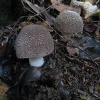 Amanita nehuta image