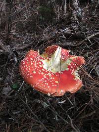 Amanita muscaria image