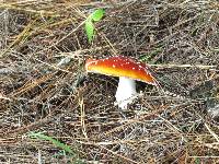 Amanita muscaria image