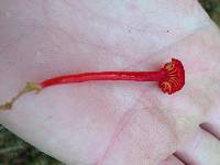 Hygrocybe cantharellus image