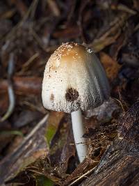 Coprinellus micaceus image