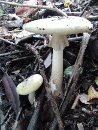 Amanita phalloides image