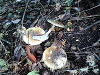 Amanita phalloides image