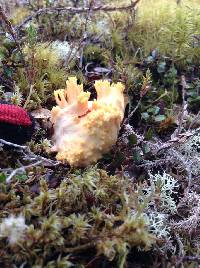 Ramaria samuelsii image