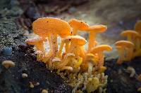 Favolaschia calocera image