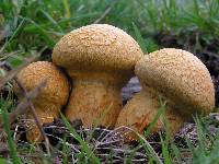 Gymnopilus junonius image