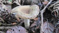 Image of Russula acrolamellata