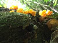 Favolaschia calocera image