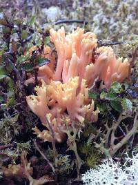 Ramaria samuelsii image