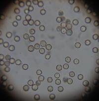 Crepidotus fuscovelutinus image