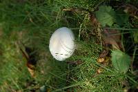 Leucoagaricus leucothites image