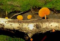 Favolaschia calocera image