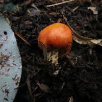 Leratiomyces erythrocephalus image