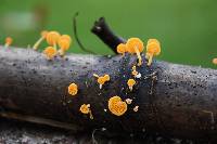 Favolaschia calocera image