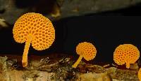 Favolaschia calocera image