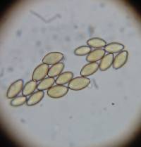 Leratiomyces erythrocephalus image