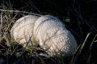 Lycoperdon pratense image