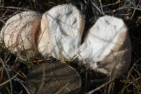 Lycoperdon pratense image