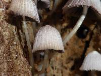 Coprinellus disseminatus image