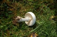 Leucoagaricus leucothites image