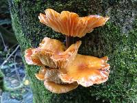 Flammulina velutipes image