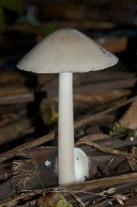 Volvariella gloiocephala image