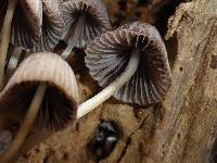 Coprinellus disseminatus image