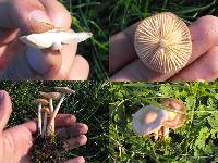 Marasmius oreades image