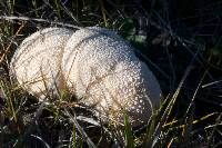 Lycoperdon pratense image