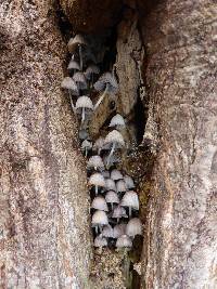 Coprinellus disseminatus image