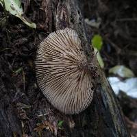 Crepidotus fuscovelutinus image