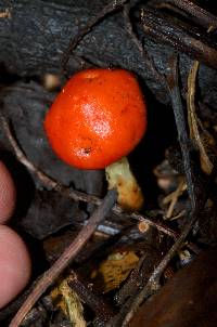 Leratiomyces erythrocephalus image