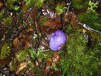 Cortinarius porphyroideus image