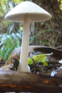 Volvariella gloiocephala image