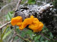 Tremella mesenterica image