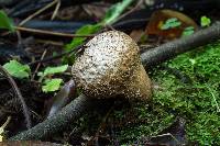 Lycoperdon perlatum image