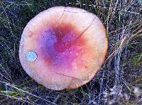 Amanita muscaria image