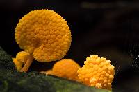 Favolaschia calocera image