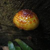 Pholiota aurivella image