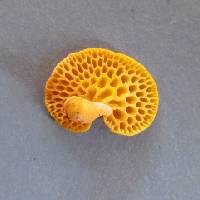 Favolaschia calocera image