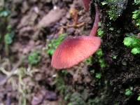 Mycena rubroglobulosa image